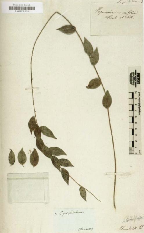 Alexander von Humboldt Herbarium oil painting picture